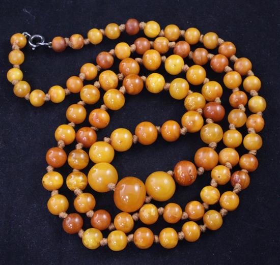 A single strand graduated amber bead necklace, 40in.